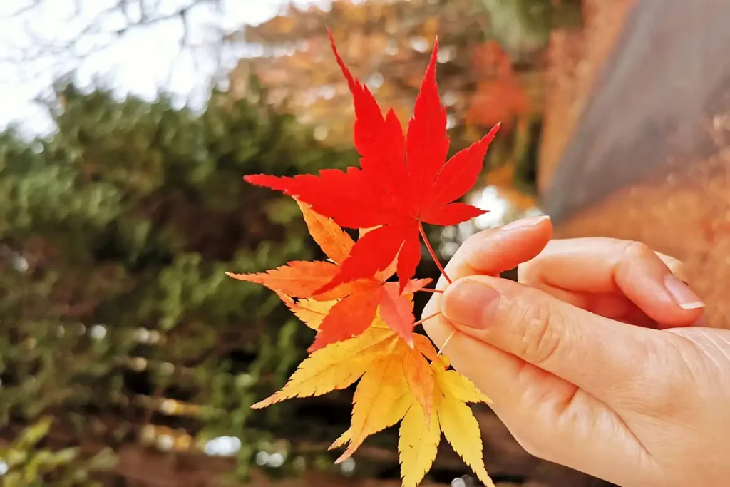 Some trees, such as maples and oaks, have bright red, orange, and yellow leaves that last throughout the season