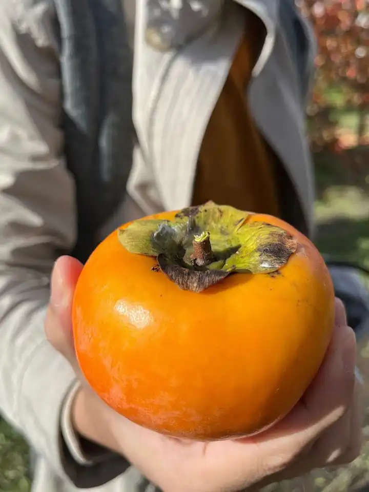 Persimmons are often eaten fresh, but can also be used in baking and cooking, and are a popular ingredient in many desserts and savory dishes.