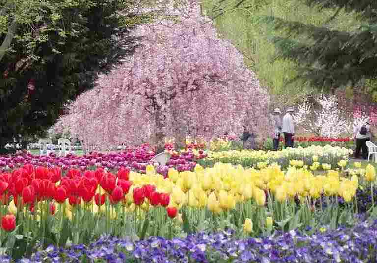 1 day Floriade tours in Canberra