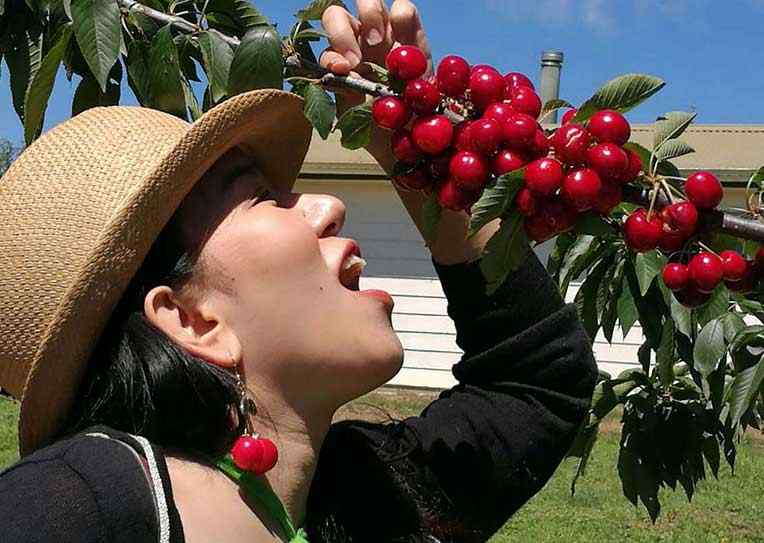 cherry picking tours from Sydney to Orange