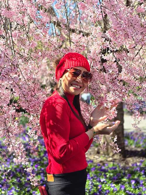 Cherry Blossoms