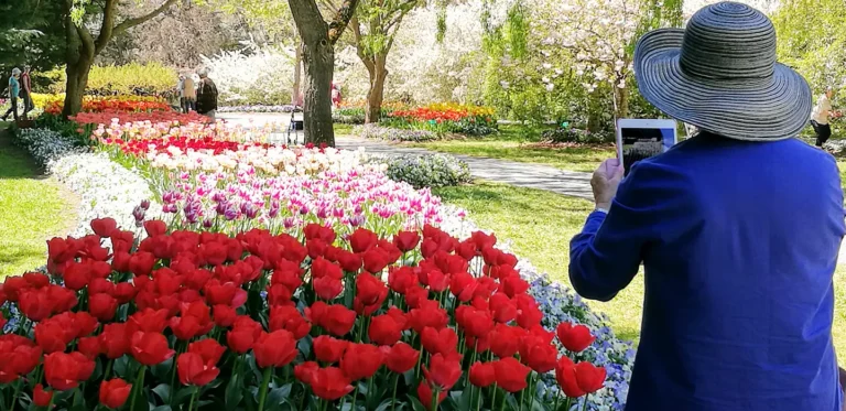 Tulip Top Gardens